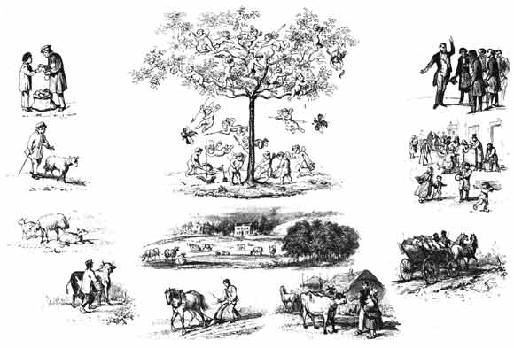 Vruchten, die een enkel boompje voort kan brengen, door Alexander VerHuell