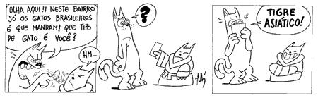 Gato Afonso, by Andr&eacute; Barroso