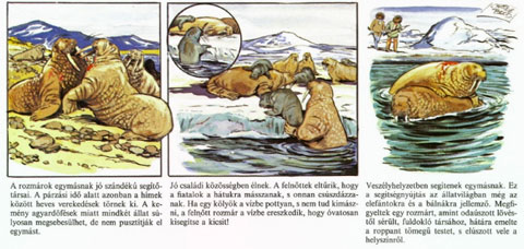 Naturens under, by Charlie Bood