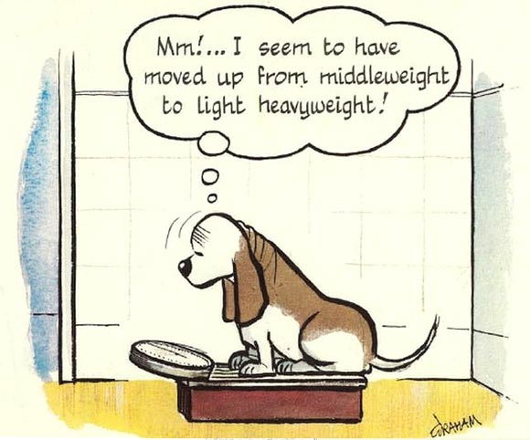 Fred Basset by Alex Graham