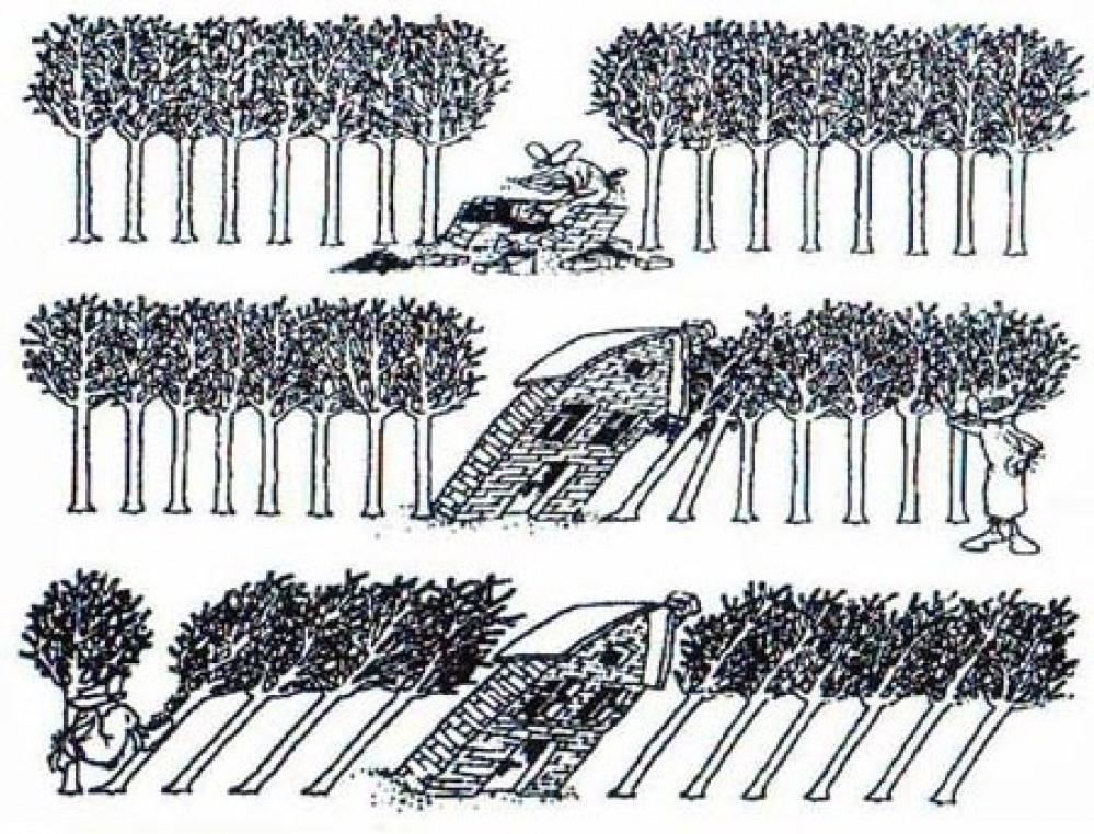 Branislav  Obradovic